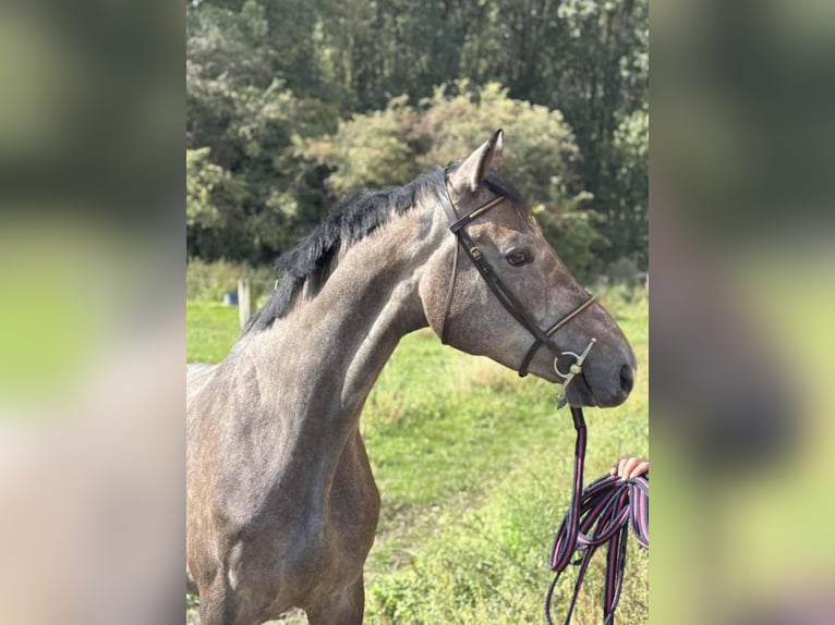KWPN Caballo castrado 4 años 167 cm Tordo in Saint-Nazaire