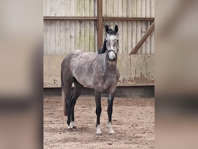 KWPN Caballo castrado 4 años 167 cm Tordo rodado in Messel