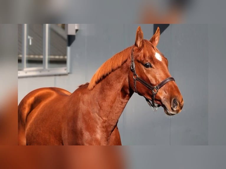 KWPN Caballo castrado 4 años 168 cm Alazán in Mettmann