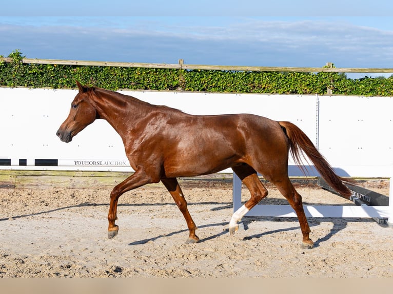 KWPN Caballo castrado 4 años 168 cm Alazán in Waddinxveen