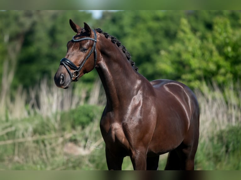 KWPN Caballo castrado 4 años 168 cm Alazán-tostado in Peer