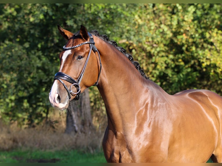 KWPN Caballo castrado 4 años 168 cm Castaño in Lienen