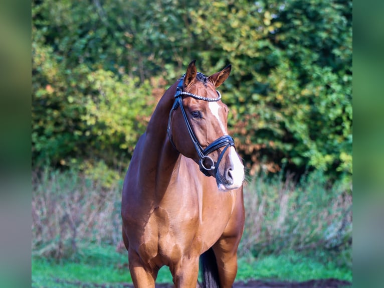 KWPN Caballo castrado 4 años 168 cm Castaño in Lienen