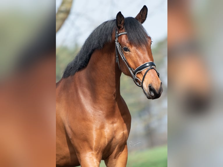 KWPN Caballo castrado 4 años 168 cm Castaño in Peer