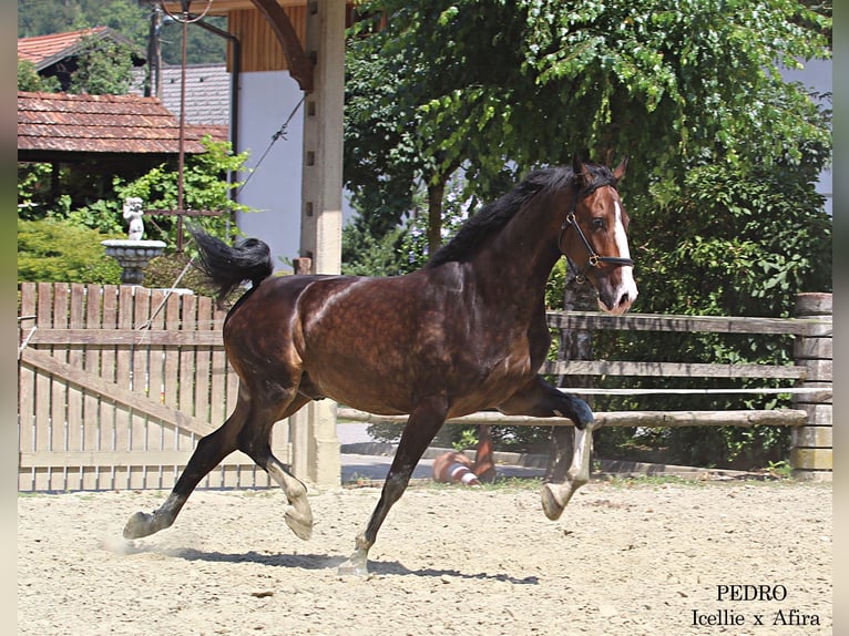 KWPN Caballo castrado 4 años 168 cm Castaño in KAMNIK