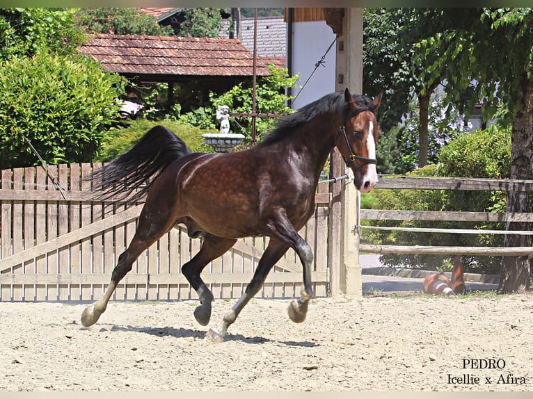 KWPN Caballo castrado 4 años 168 cm Castaño in KAMNIK