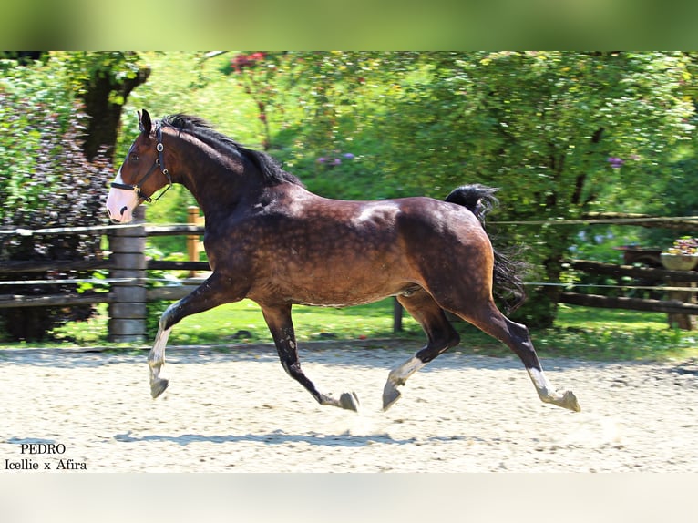 KWPN Caballo castrado 4 años 168 cm Castaño in KAMNIK