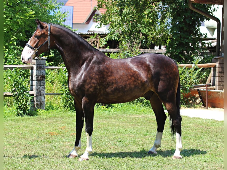 KWPN Caballo castrado 4 años 168 cm Castaño in KAMNIK