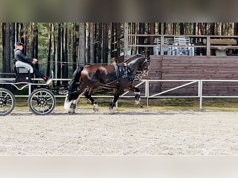 KWPN Caballo castrado 4 años 168 cm Castaño in Łąck