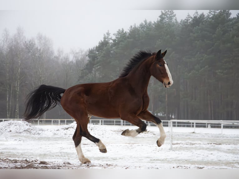 KWPN Caballo castrado 4 años 168 cm Castaño in Łąck