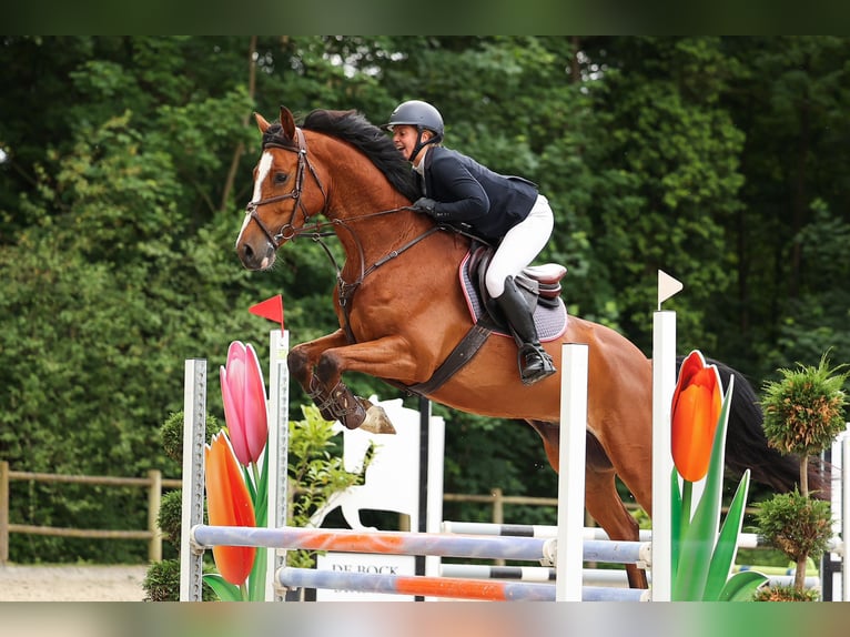 KWPN Caballo castrado 4 años 168 cm Castaño in Bavel AC