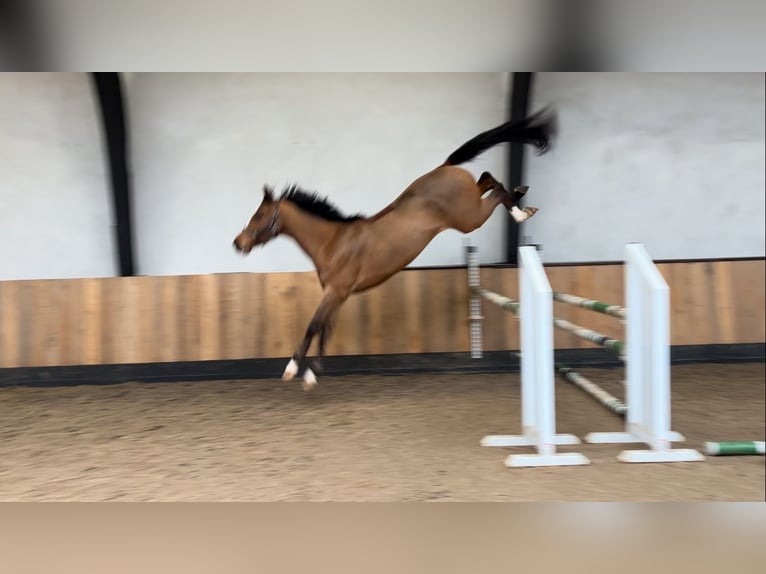 KWPN Caballo castrado 4 años 168 cm Castaño in Bavel AC