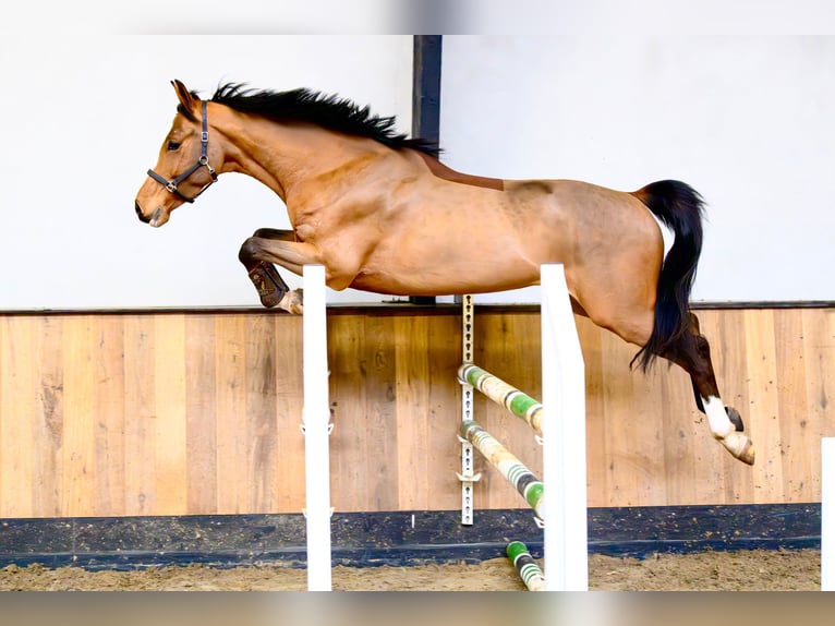 KWPN Caballo castrado 4 años 168 cm Castaño in Bavel AC