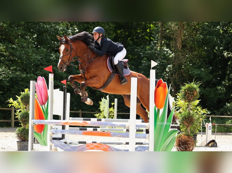 KWPN Caballo castrado 4 años 168 cm Castaño in Bavel AC