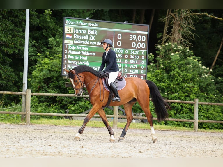 KWPN Caballo castrado 4 años 168 cm Castaño in Bavel AC