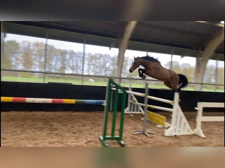 KWPN Caballo castrado 4 años 168 cm Castaño in Bavel AC