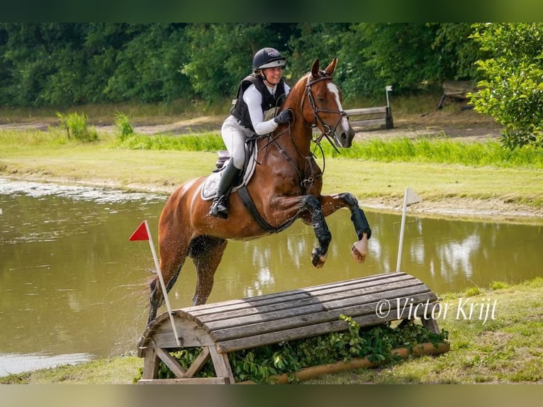 KWPN Caballo castrado 4 años 168 cm Castaño in Bavel AC