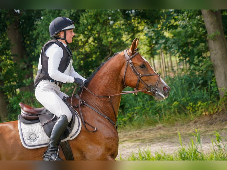 KWPN Caballo castrado 4 años 168 cm Castaño in Bavel AC