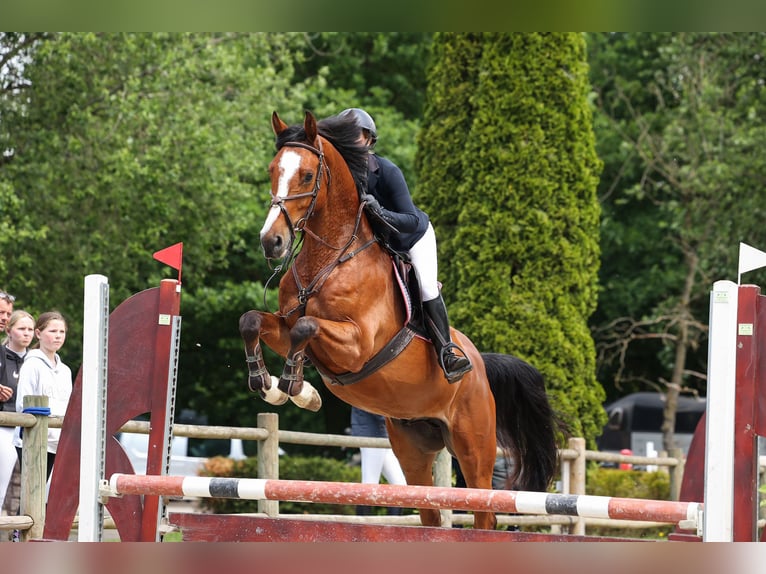 KWPN Caballo castrado 4 años 168 cm Castaño in Bavel AC