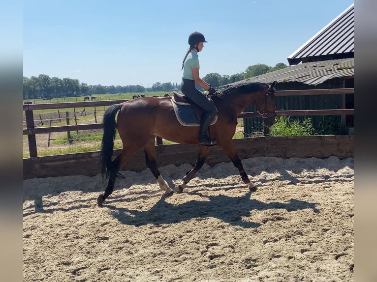 KWPN Caballo castrado 4 años 168 cm Castaño in Denekamp