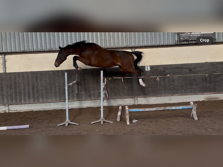 KWPN Caballo castrado 4 años 168 cm Castaño in Denekamp