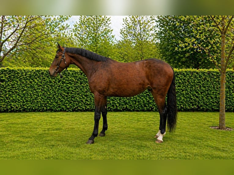 KWPN Caballo castrado 4 años 168 cm Castaño in Königsbach-Stein
