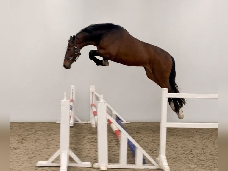 KWPN Caballo castrado 4 años 168 cm Castaño in Königsbach-Stein