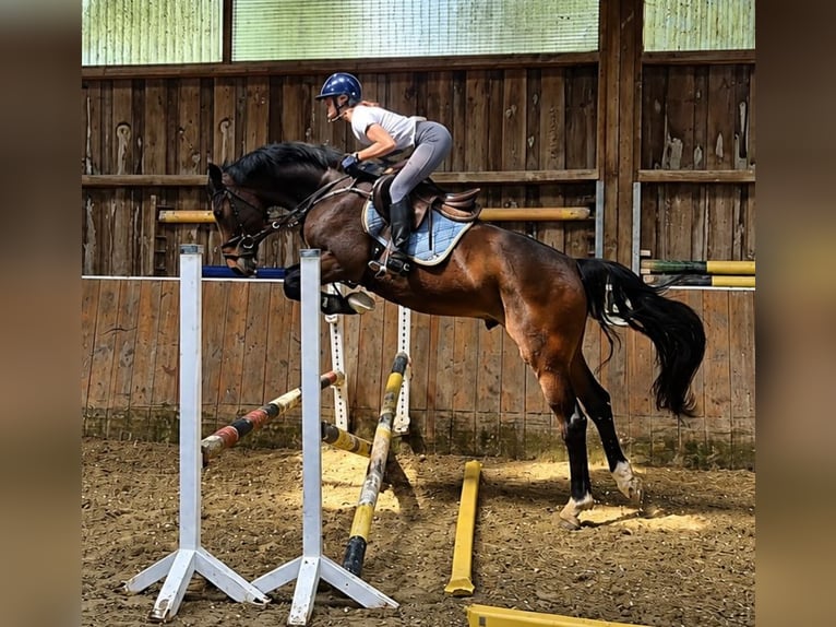 KWPN Caballo castrado 4 años 168 cm Castaño in Königsbach-Stein