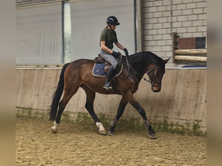 KWPN Caballo castrado 4 años 168 cm Castaño in Königsbach-Stein