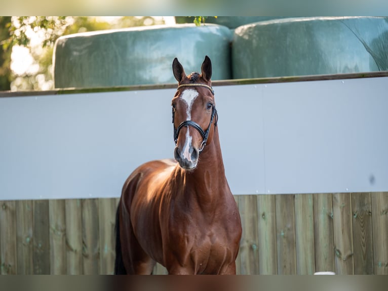 KWPN Caballo castrado 4 años 168 cm Castaño oscuro in GROTE-BROGEL