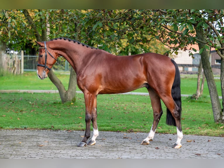 KWPN Caballo castrado 4 años 168 cm Castaño oscuro in GROTE-BROGEL