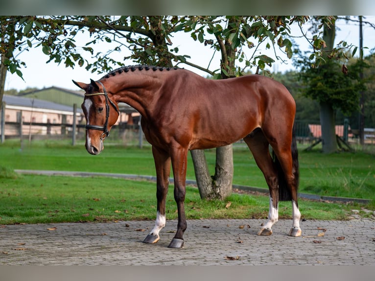 KWPN Caballo castrado 4 años 168 cm Castaño oscuro in GROTE-BROGEL