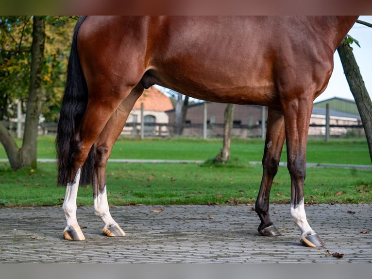 KWPN Caballo castrado 4 años 168 cm Castaño oscuro in GROTE-BROGEL