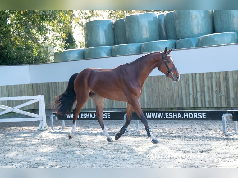 KWPN Caballo castrado 4 años 168 cm Castaño oscuro in GROTE-BROGEL