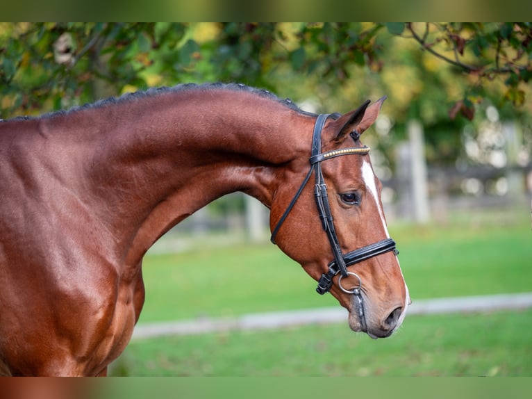 KWPN Caballo castrado 4 años 168 cm Castaño oscuro in GROTE-BROGEL