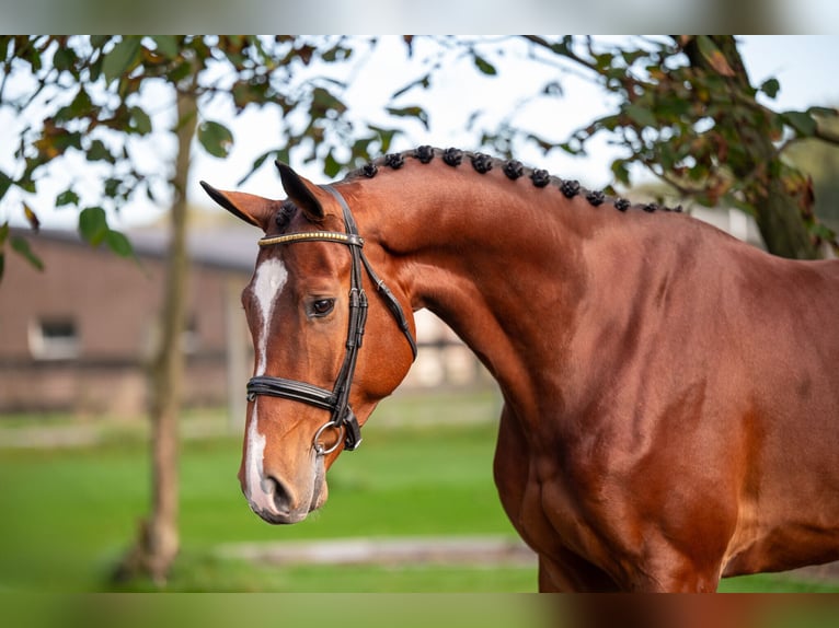 KWPN Caballo castrado 4 años 168 cm Castaño oscuro in GROTE-BROGEL