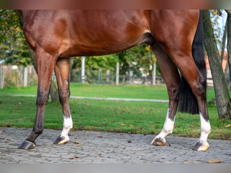 KWPN Caballo castrado 4 años 168 cm Castaño oscuro in GROTE-BROGEL