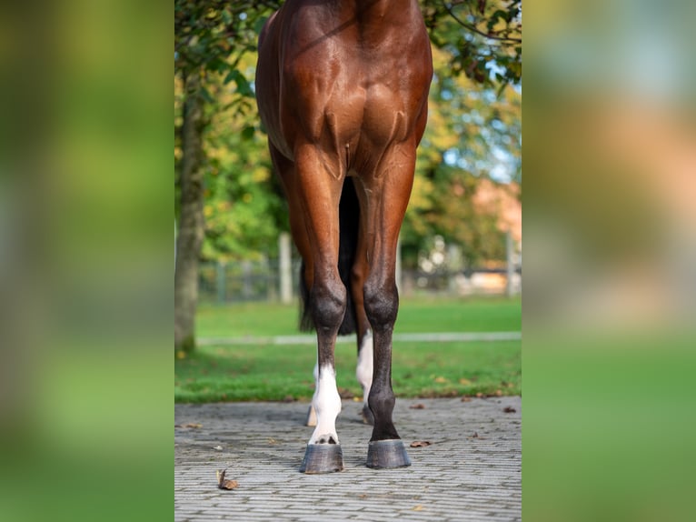 KWPN Caballo castrado 4 años 168 cm Castaño oscuro in GROTE-BROGEL