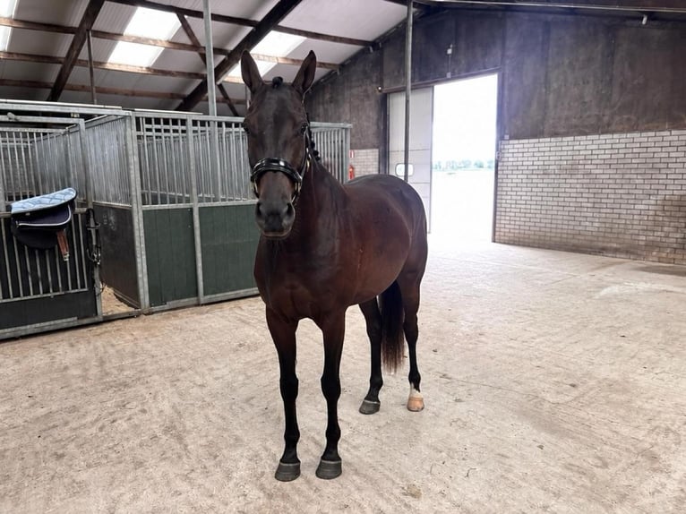 KWPN Caballo castrado 4 años 168 cm Negro in Bunschoten-Spakenburg