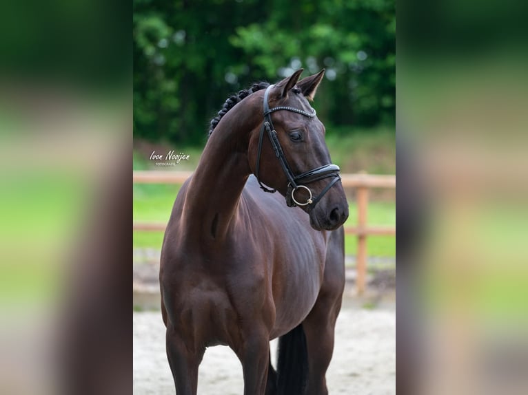 KWPN Caballo castrado 4 años 168 cm Negro in Horst