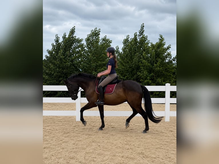 KWPN Caballo castrado 4 años 168 cm Negro in Lelystad