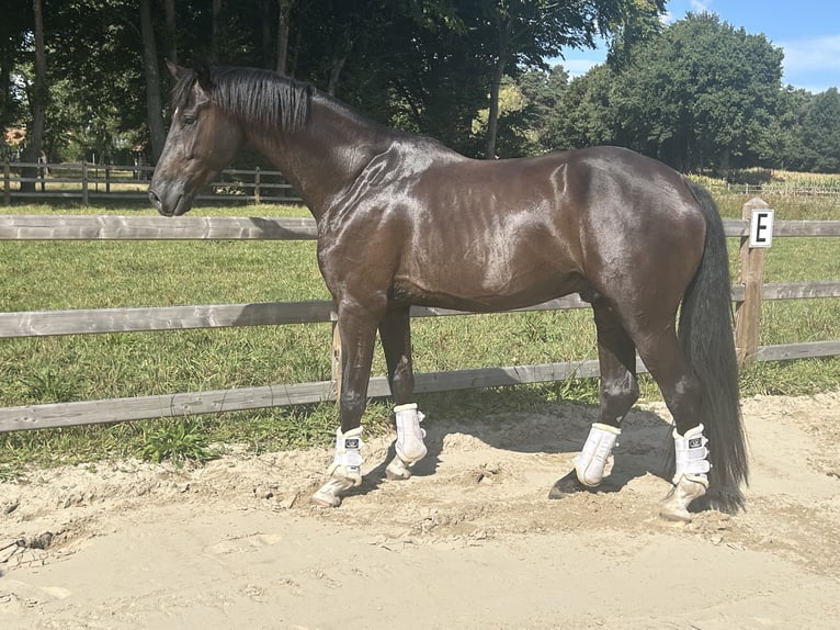 KWPN Caballo castrado 4 años 168 cm Negro in Lille