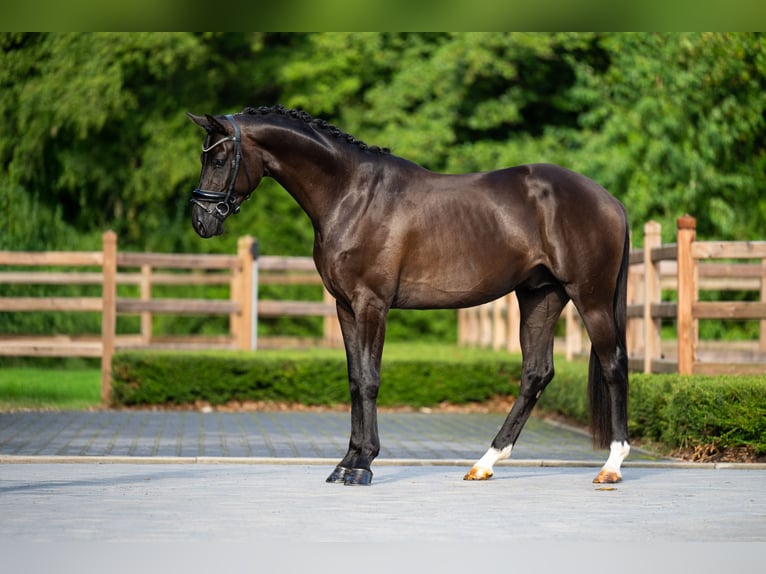 KWPN Caballo castrado 4 años 168 cm Negro in Mol