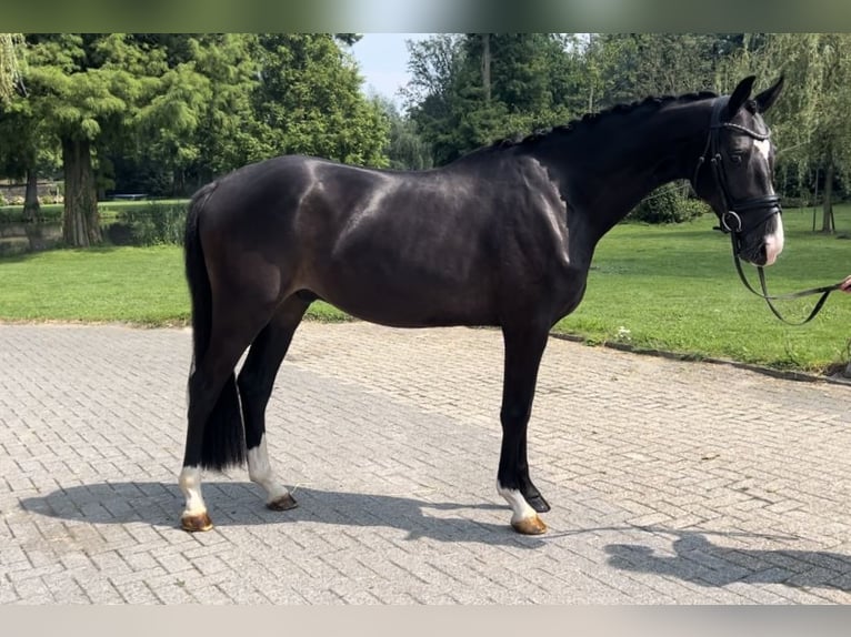 KWPN Caballo castrado 4 años 168 cm Negro in Weert