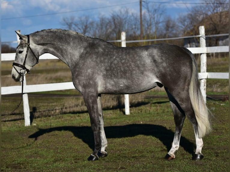 KWPN Caballo castrado 4 años 168 cm Tordo in Békésszentandrás