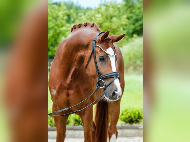 KWPN Caballo castrado 4 años 169 cm Alazán in Sassenberg