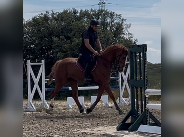 KWPN Caballo castrado 4 años 169 cm Alazán in madrid
