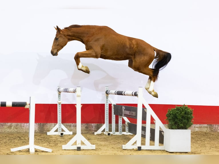 KWPN Caballo castrado 4 años 169 cm Alazán in Waddinxveen