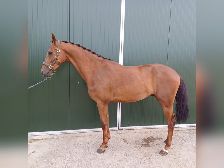 KWPN Caballo castrado 4 años 169 cm Alazán-tostado in Ommen