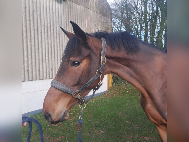 KWPN Caballo castrado 4 años 169 cm  in GROTE-BROGEL